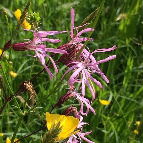 Ragged Robin flowers